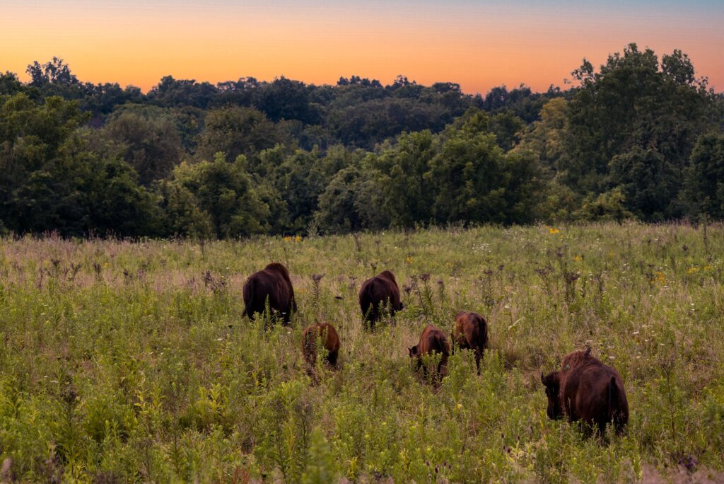 A peaceful scene of bison grazing during sunset in a lush, green grassland.